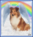 Angel Sheltie Graphic By T. Mills