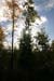 810_Contrast_IE